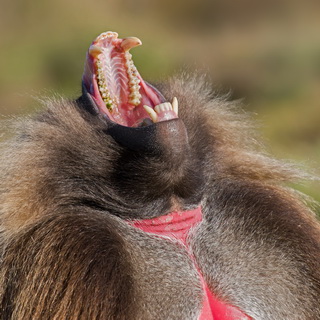 Simien Mountains - Ghenek - Yawning gelada baboon